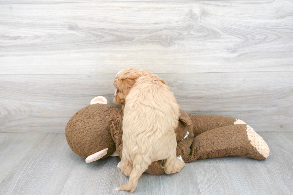 Cavapoo Pup Being Cute