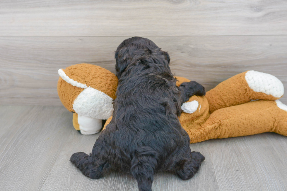 Playful Cavoodle Poodle Mix Puppy