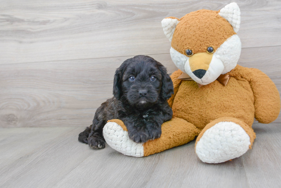 Cavapoo Pup Being Cute