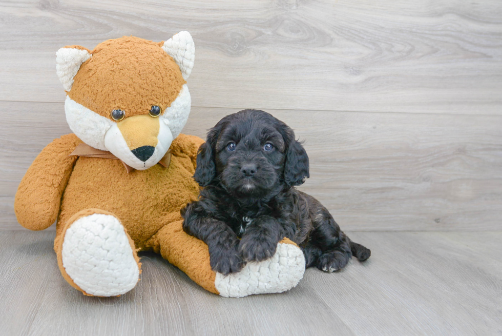 Best Cavapoo Baby