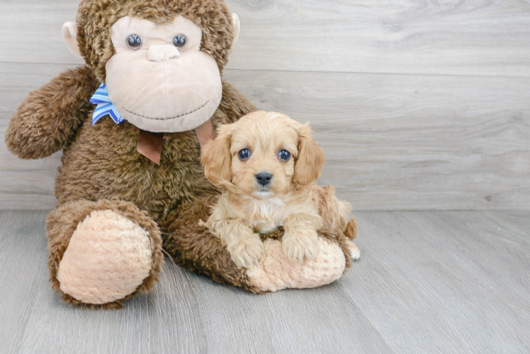 Best Cavapoo Baby