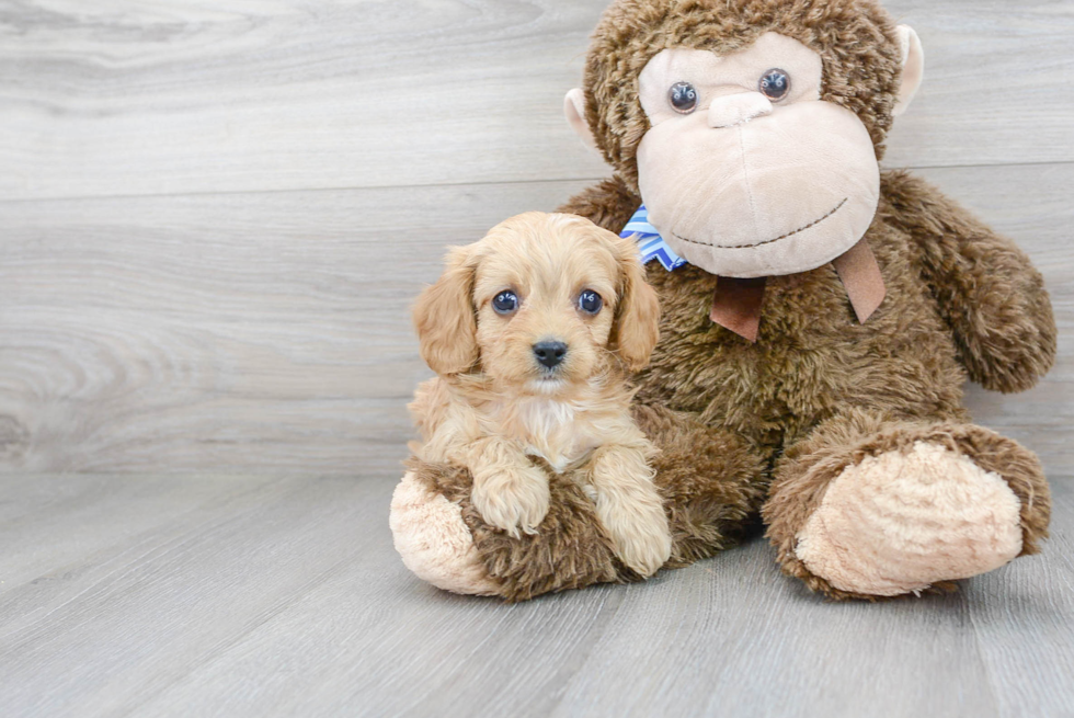 Cavapoo Pup Being Cute