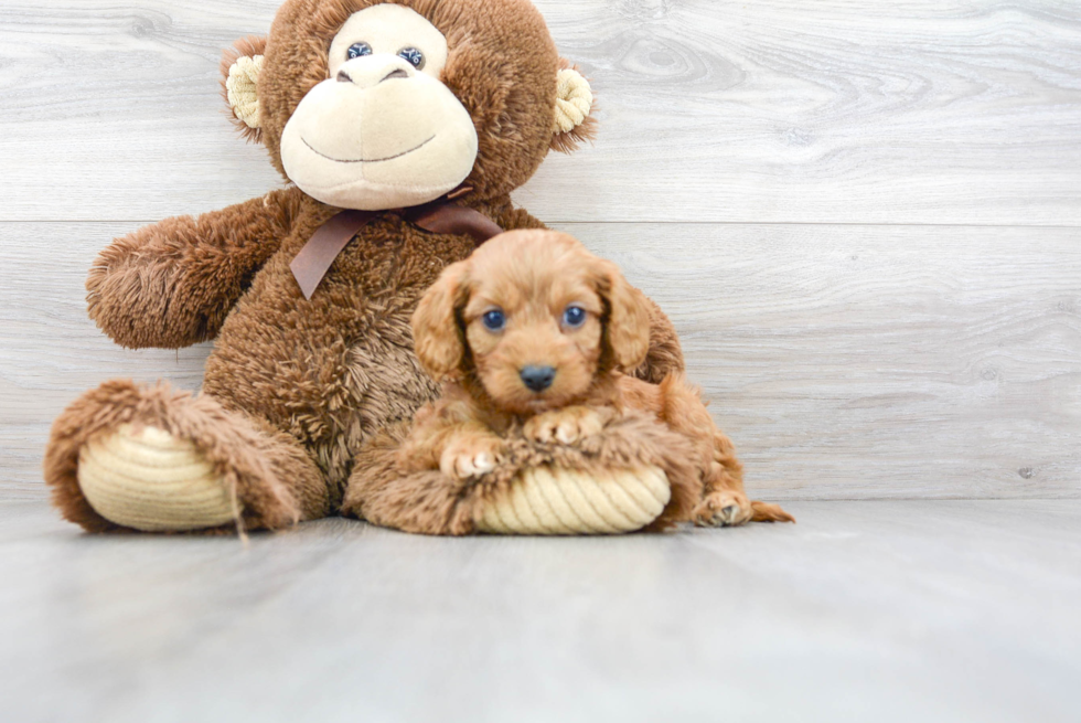 Cavapoo Puppy for Adoption