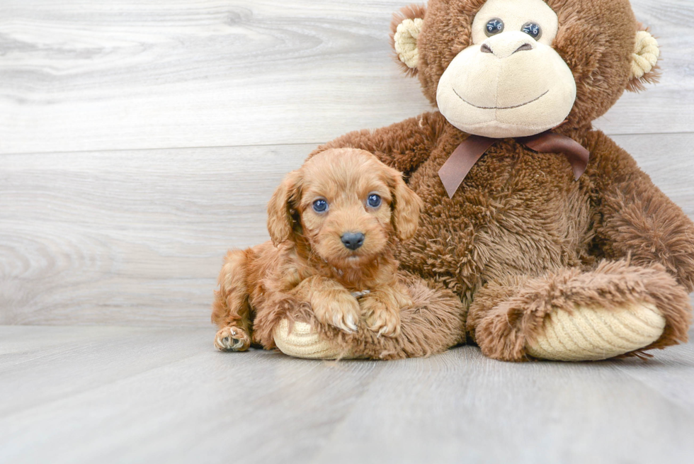 Friendly Cavapoo Baby