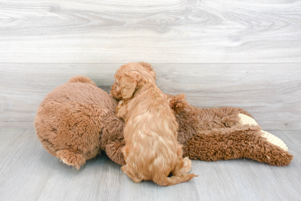 Smart Cavapoo Poodle Mix Pup