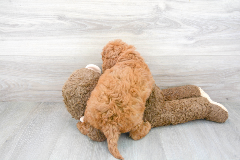 Cute Cavapoo Baby