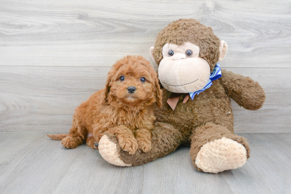 Cavapoo Puppy for Adoption