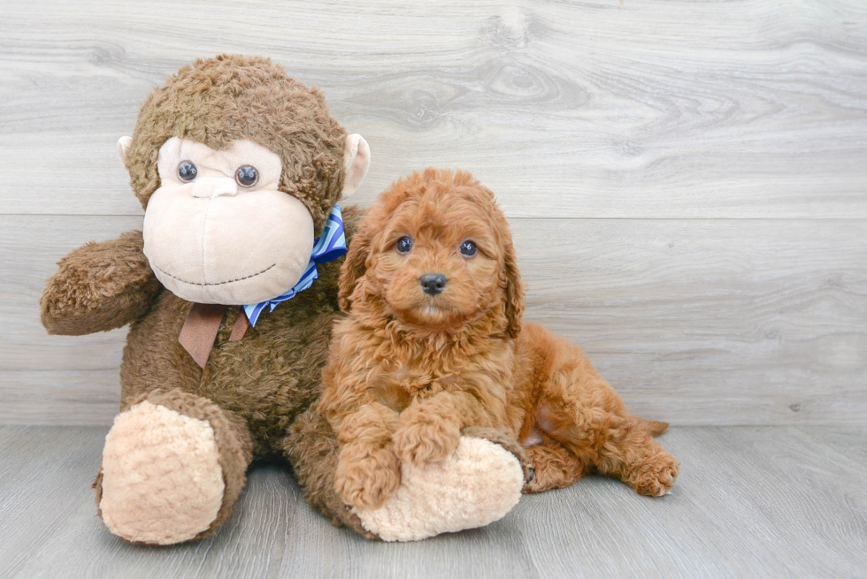 Petite Cavapoo Poodle Mix Pup