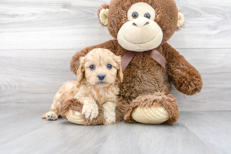 Cavapoo Pup Being Cute