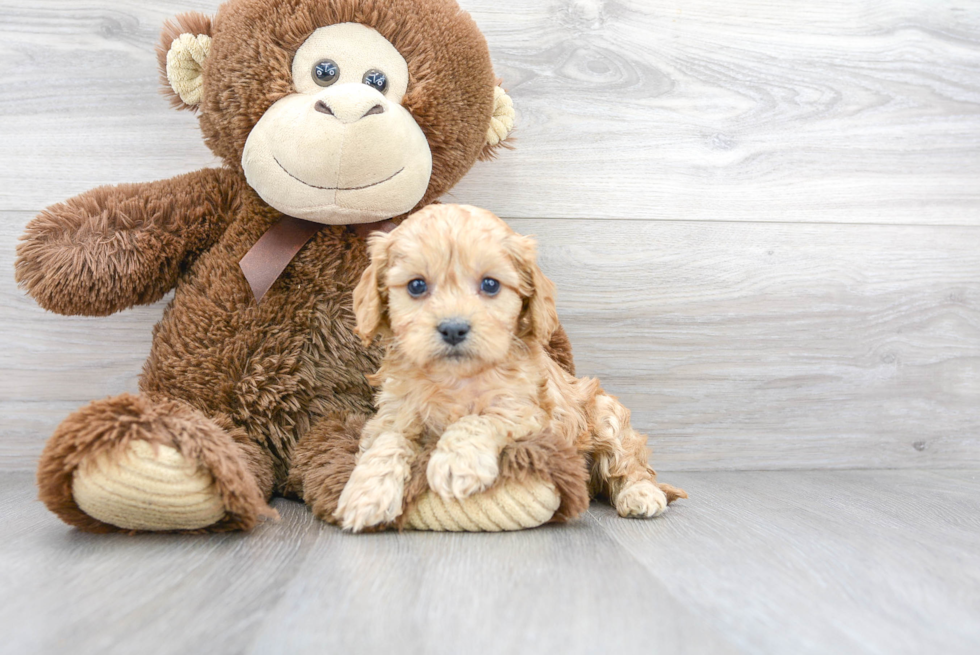 Happy Cavapoo Baby