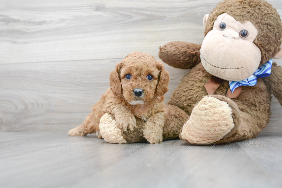 Cute Cavapoo Baby