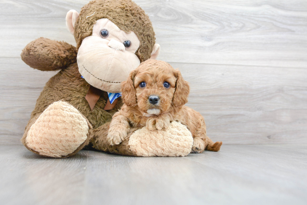 Smart Cavapoo Poodle Mix Pup