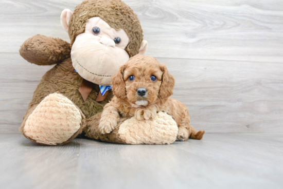 Smart Cavapoo Poodle Mix Pup