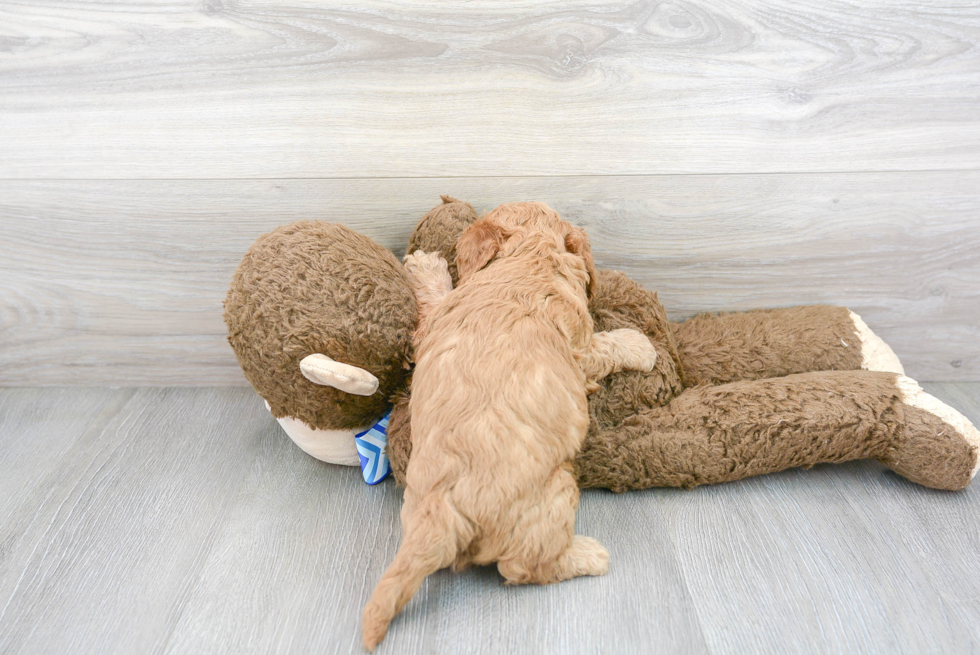 Smart Cavapoo Poodle Mix Pup