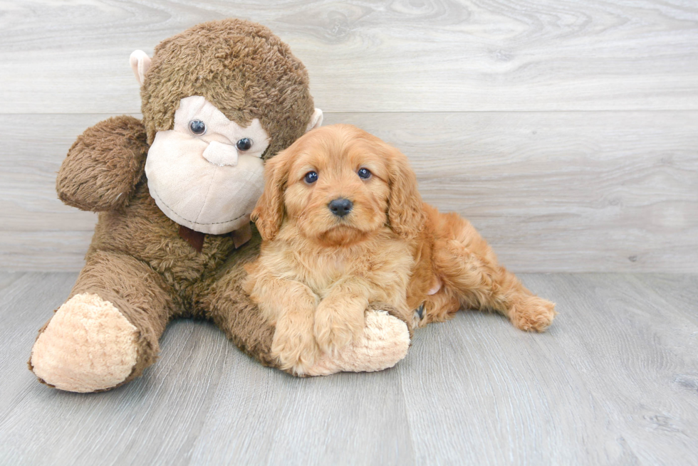 Cute Cavapoo Poodle Mix Pup