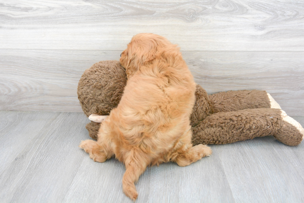 Cavapoo Puppy for Adoption