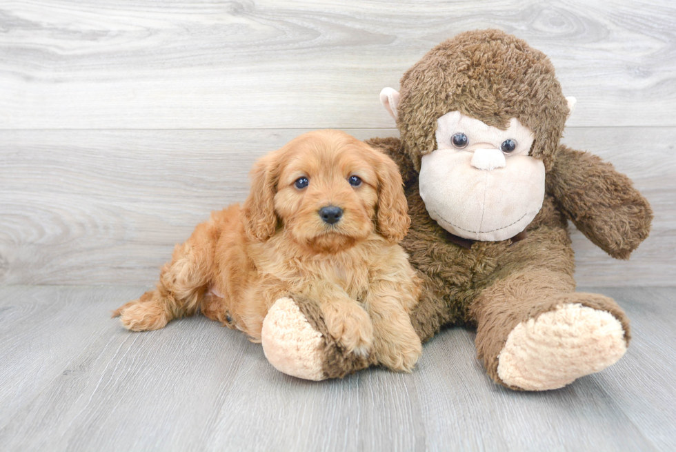Cute Cavapoo Baby