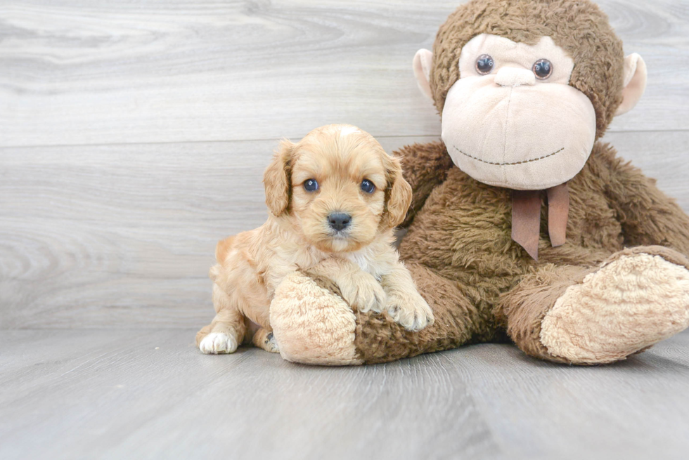 Energetic Cavoodle Poodle Mix Puppy