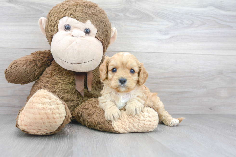 Cavapoo Pup Being Cute