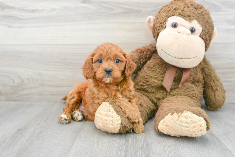 Energetic Cavoodle Poodle Mix Puppy