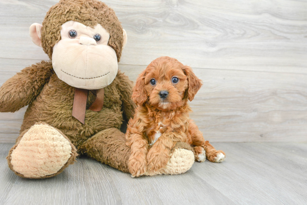 Cavapoo Puppy for Adoption