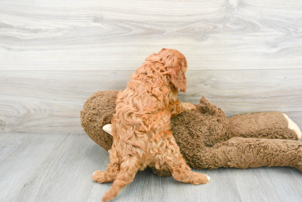 Cute Cavapoo Baby