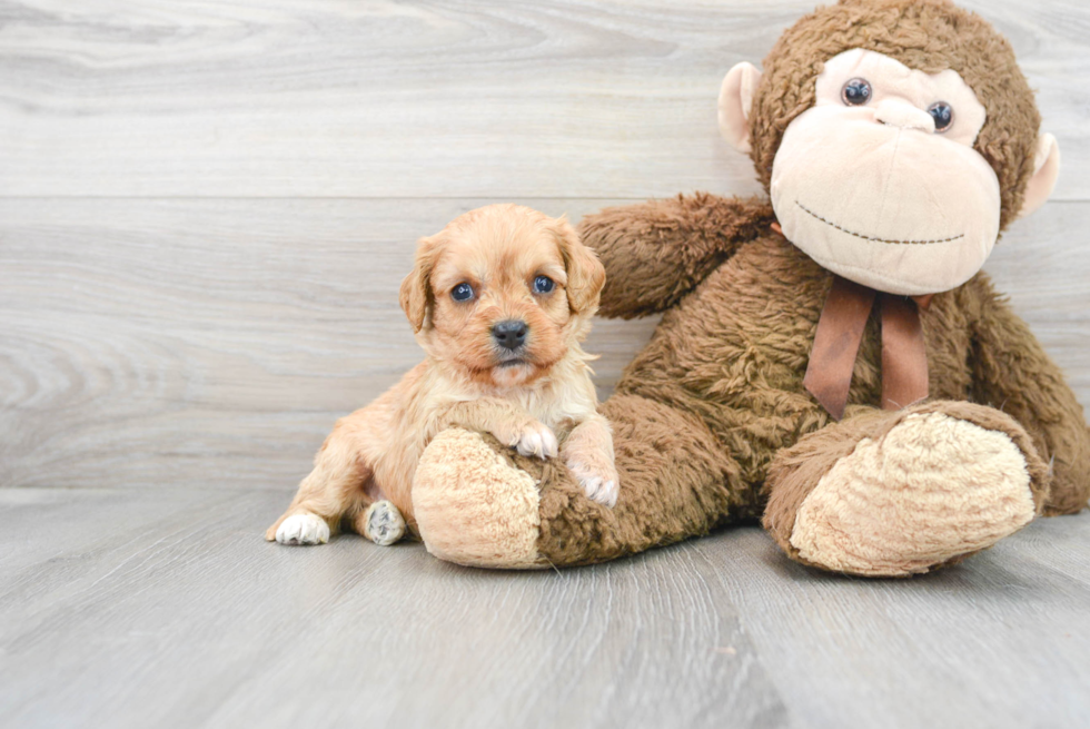 Cavapoo Puppy for Adoption