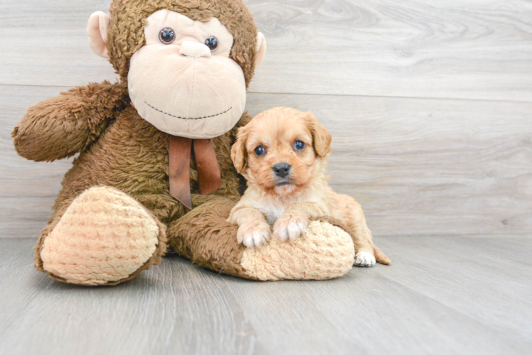 Cute Cavapoo Baby