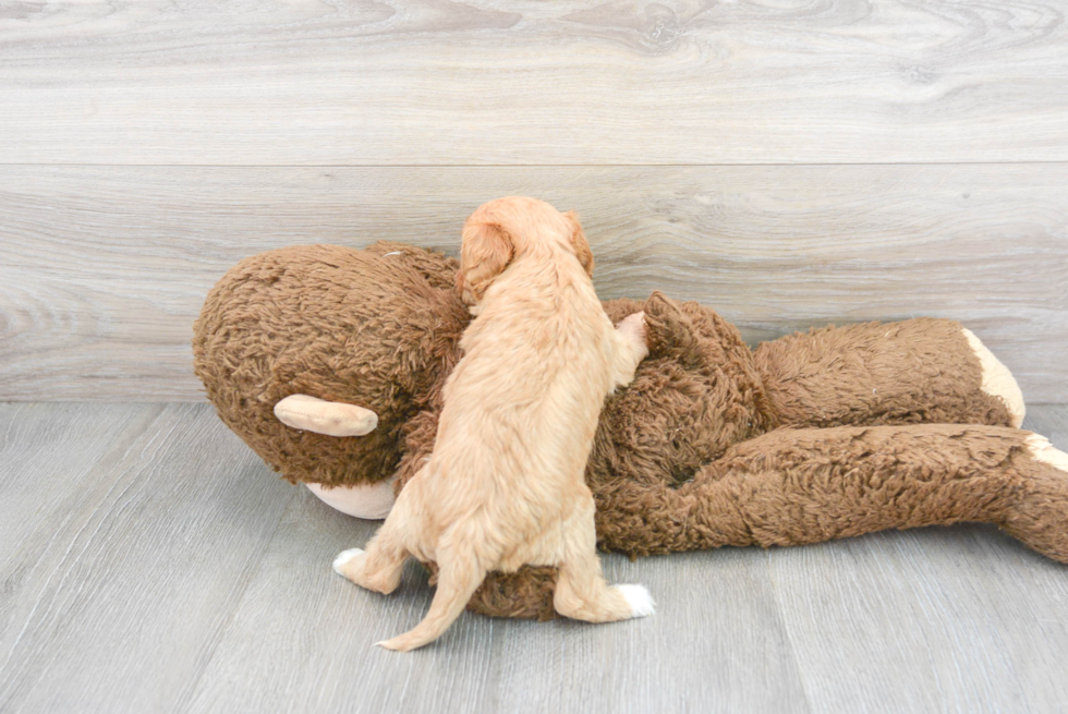 Cute Cavapoo Poodle Mix Pup
