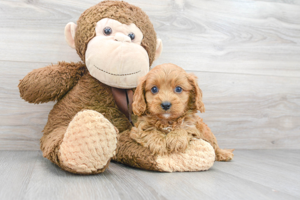 Energetic Cavoodle Poodle Mix Puppy