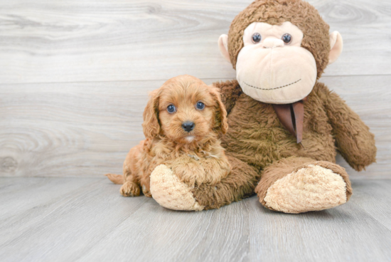 Energetic Cavoodle Poodle Mix Puppy