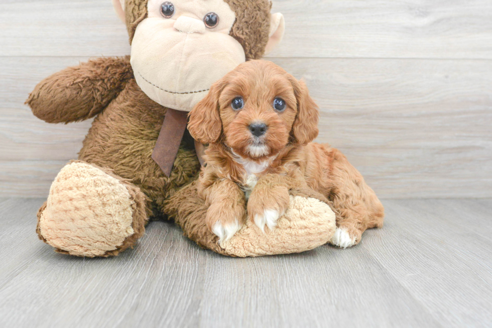 Cavapoo Puppy for Adoption