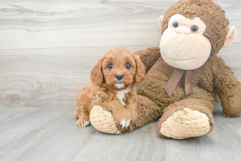 Best Cavapoo Baby