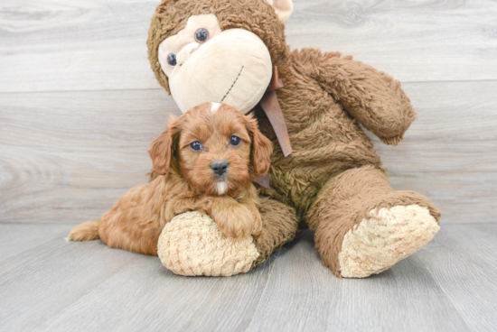 Playful Cavoodle Poodle Mix Puppy