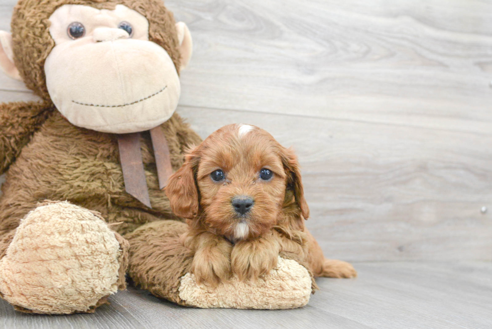 Best Cavapoo Baby