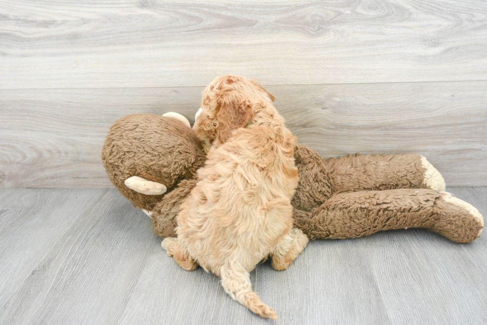 Cavapoo Puppy for Adoption