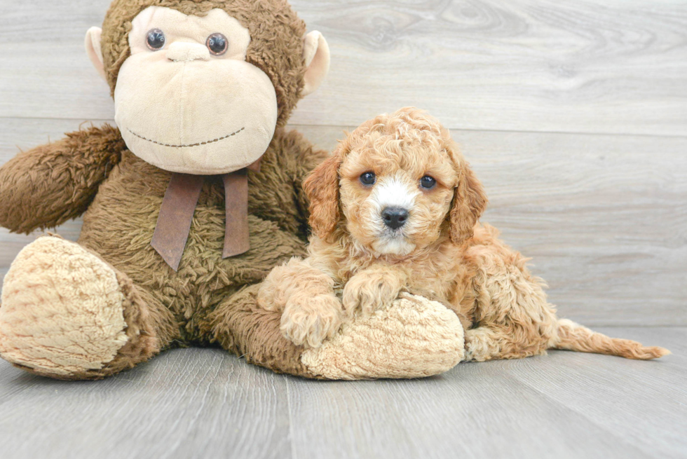 Cavapoo Pup Being Cute