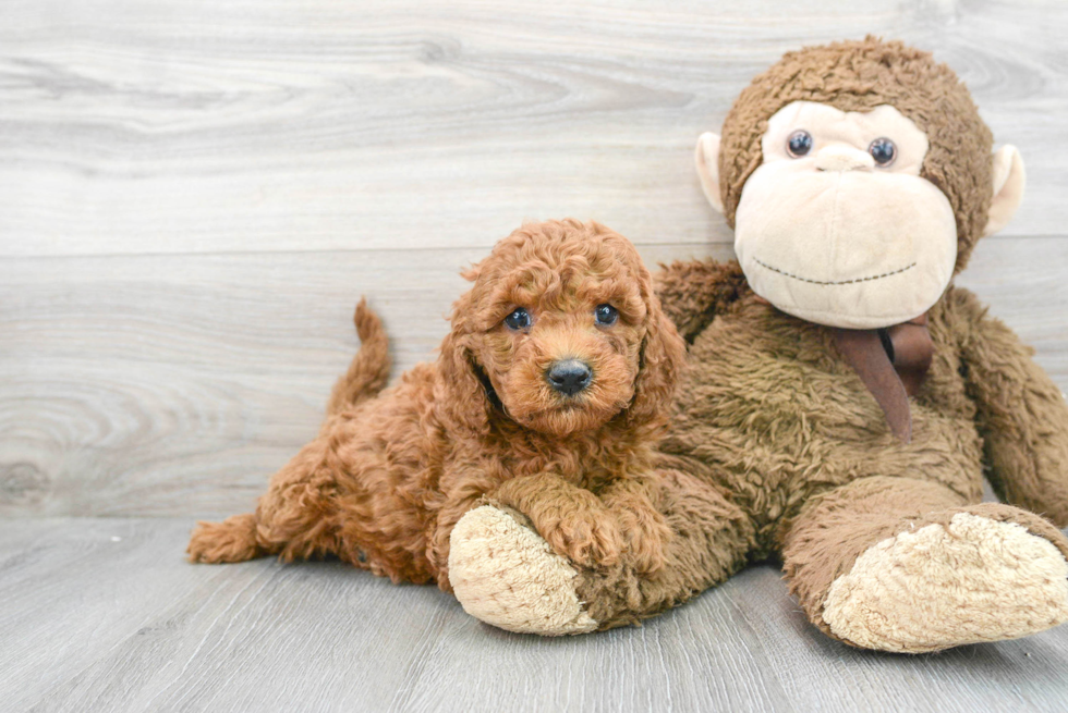 Adorable Cavoodle Poodle Mix Puppy