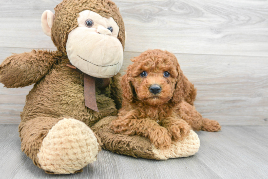 Best Cavapoo Baby