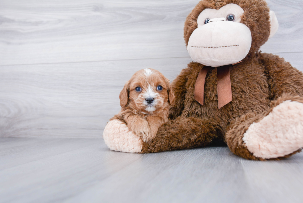 Smart Cavapoo Poodle Mix Pup