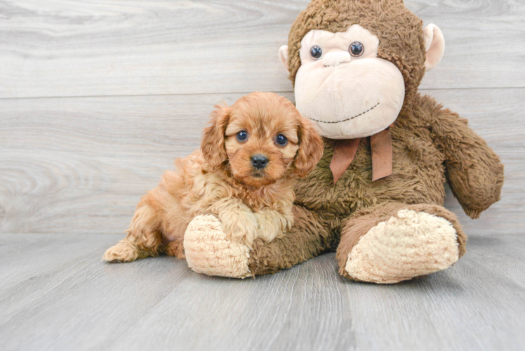 Happy Cavapoo Baby