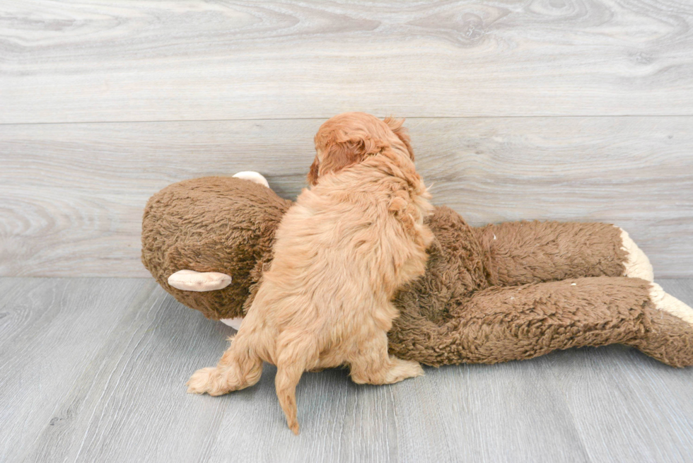 Smart Cavapoo Poodle Mix Pup