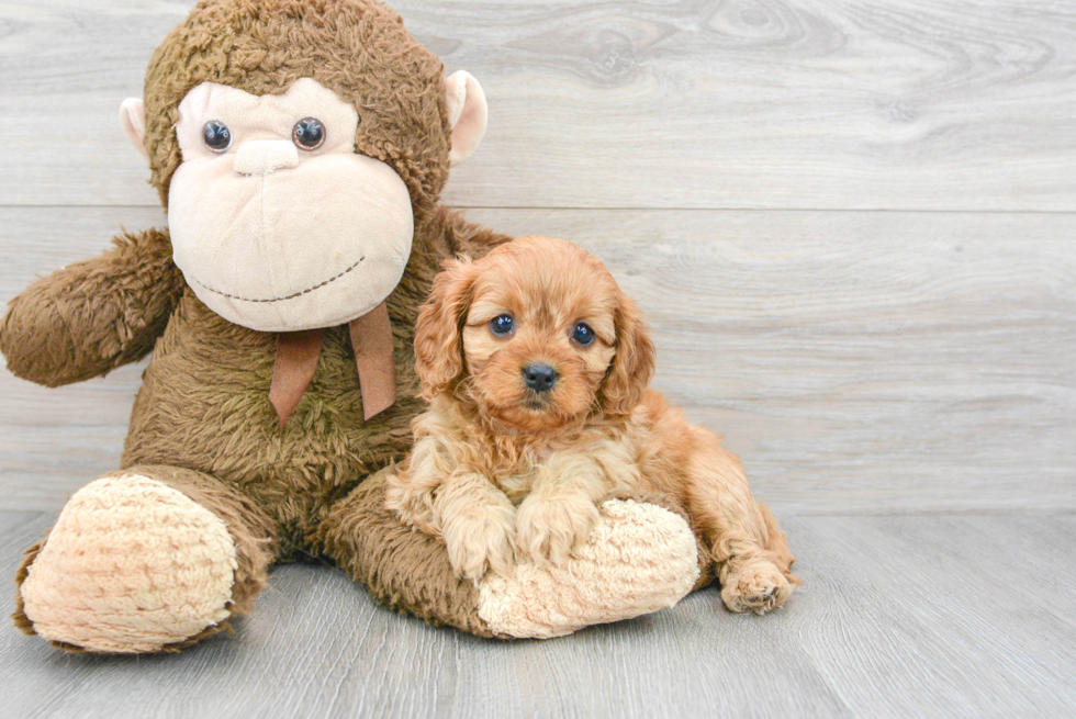 Best Cavapoo Baby