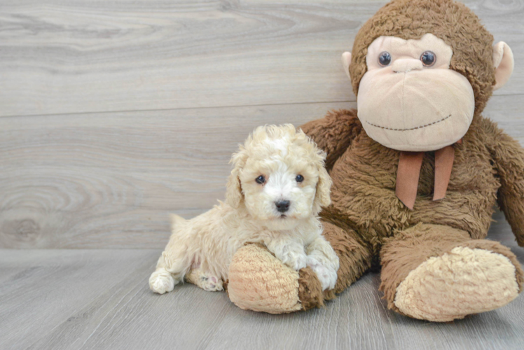 Best Cavapoo Baby