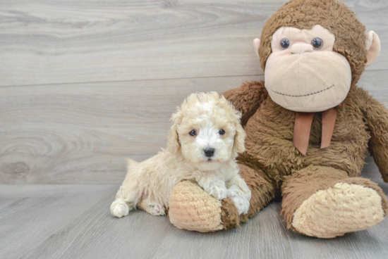 Best Cavapoo Baby