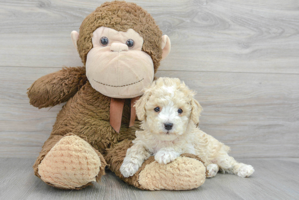 Petite Cavapoo Poodle Mix Pup