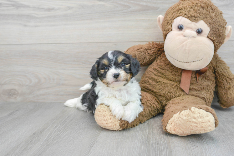 Cavapoo Puppy for Adoption