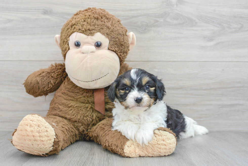 Hypoallergenic Cavoodle Poodle Mix Puppy