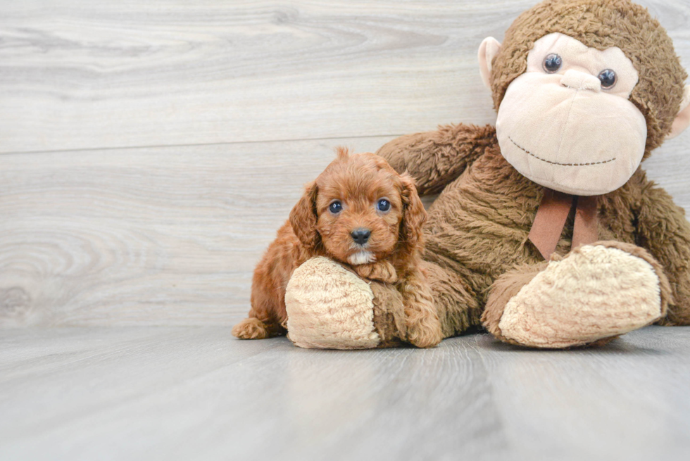 Cavapoo Pup Being Cute