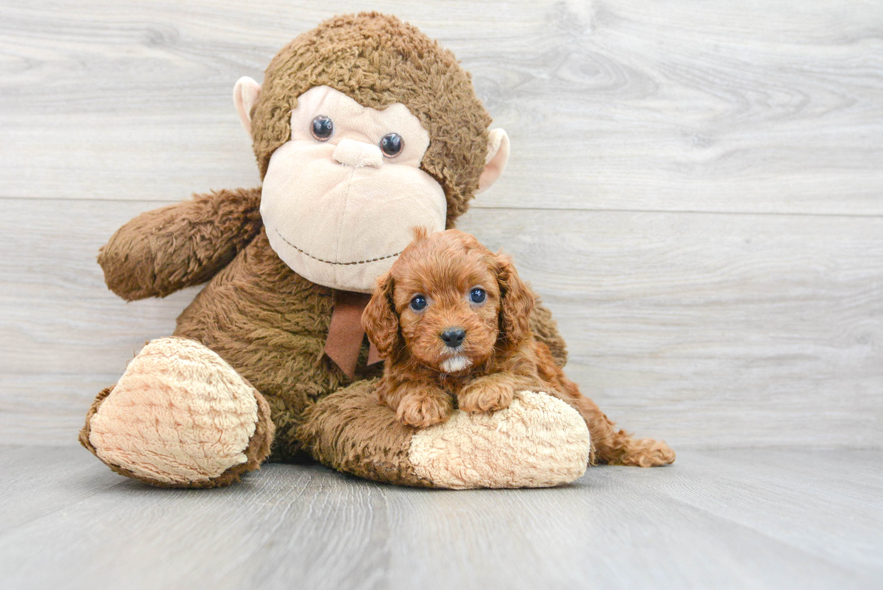 Energetic Cavoodle Poodle Mix Puppy